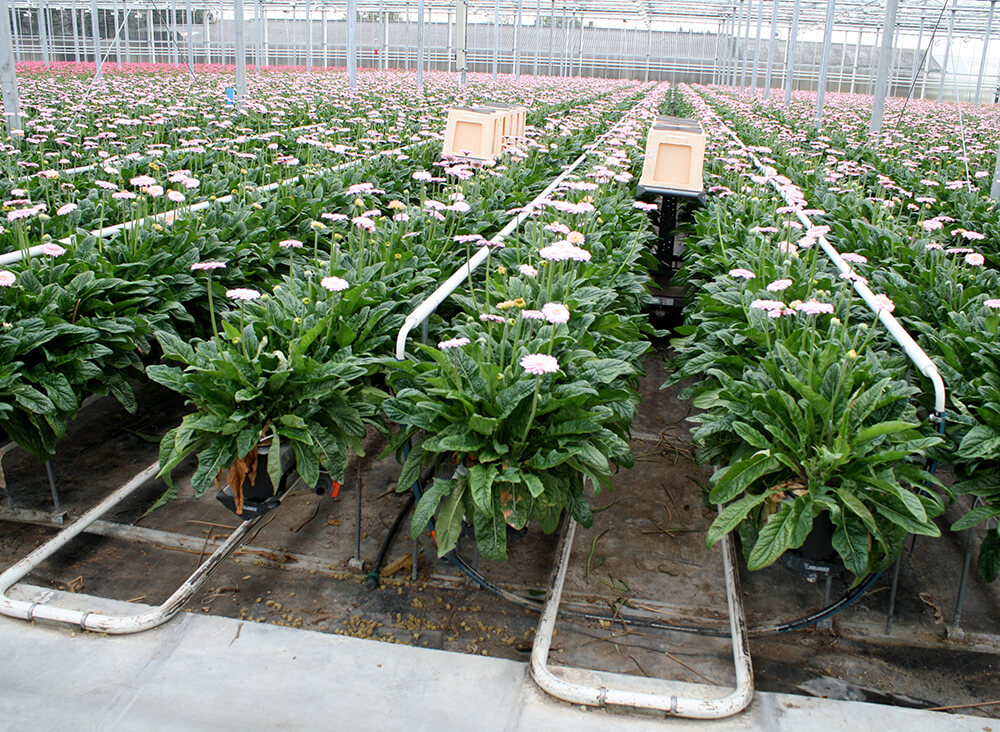 Harvest Bo Cart flower