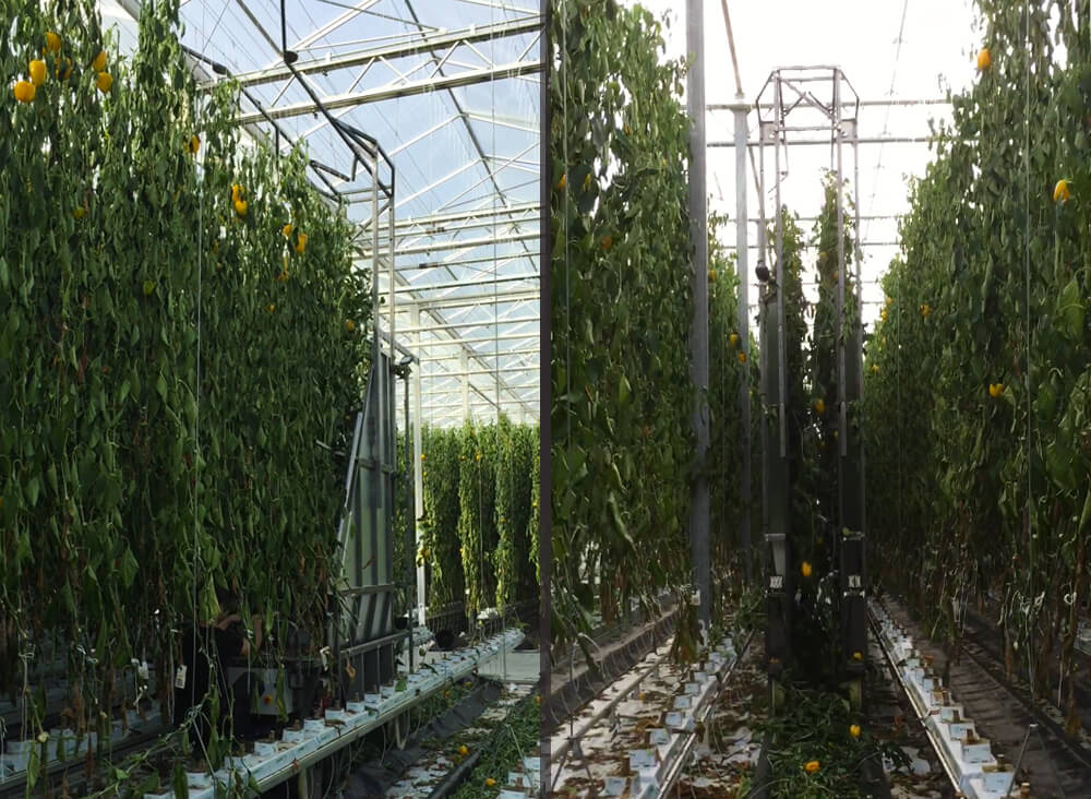 remove plants greenhouse
