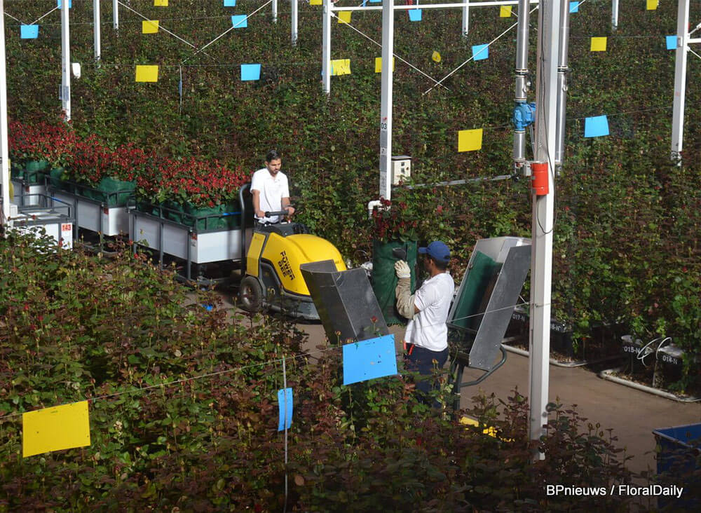 Power Bee with roses transport cart