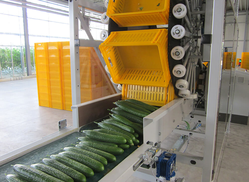 Cucumber harvest system
