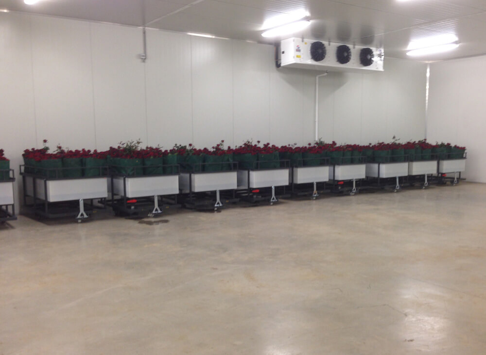 Transport wagons with red roses storage in warehouse